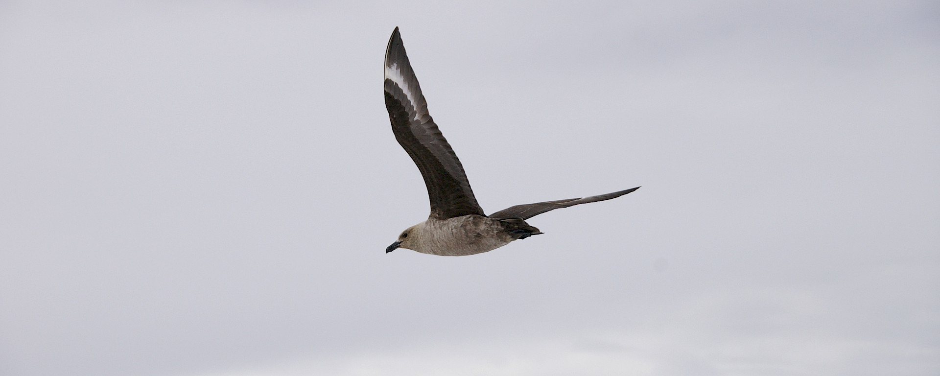 South polar skua in flight.