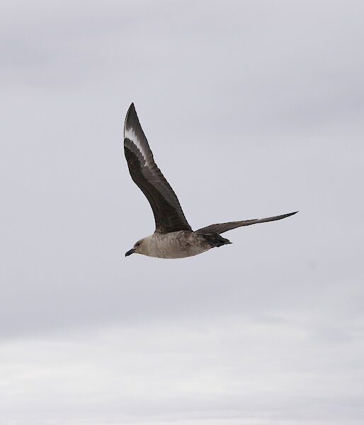 South polar skua in flight.