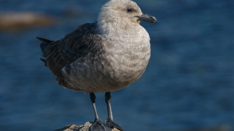 The south polar skua stands on a rocky shore.