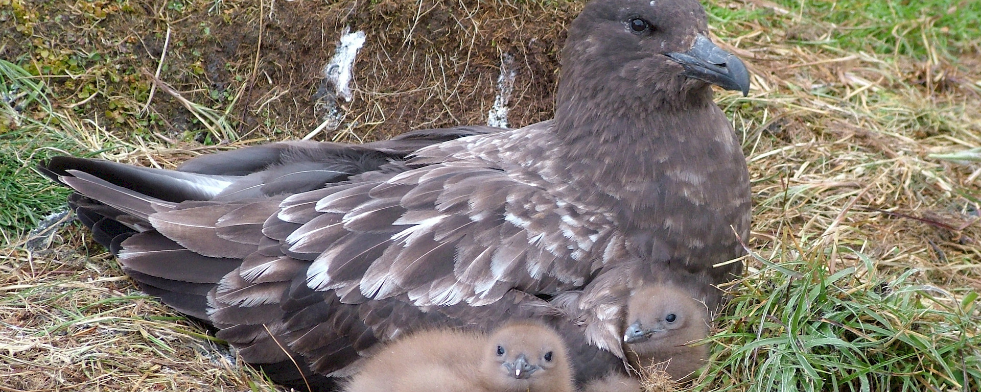 Subantarctic skua with two fluffy brown chicks snuggled into a grass nest