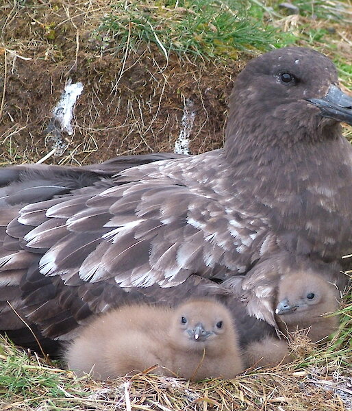 Subantarctic skua with two fluffy brown chicks snuggled into a grass nest