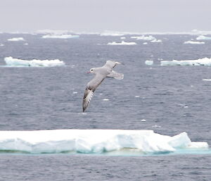 Southern fulmar in flight over ice floes and bergy bits.