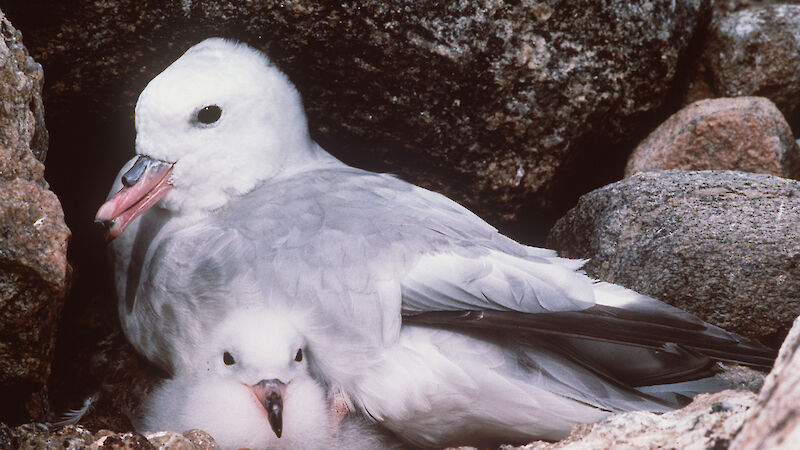 Close up of southern fulmar with chick on nest in rock crevice.