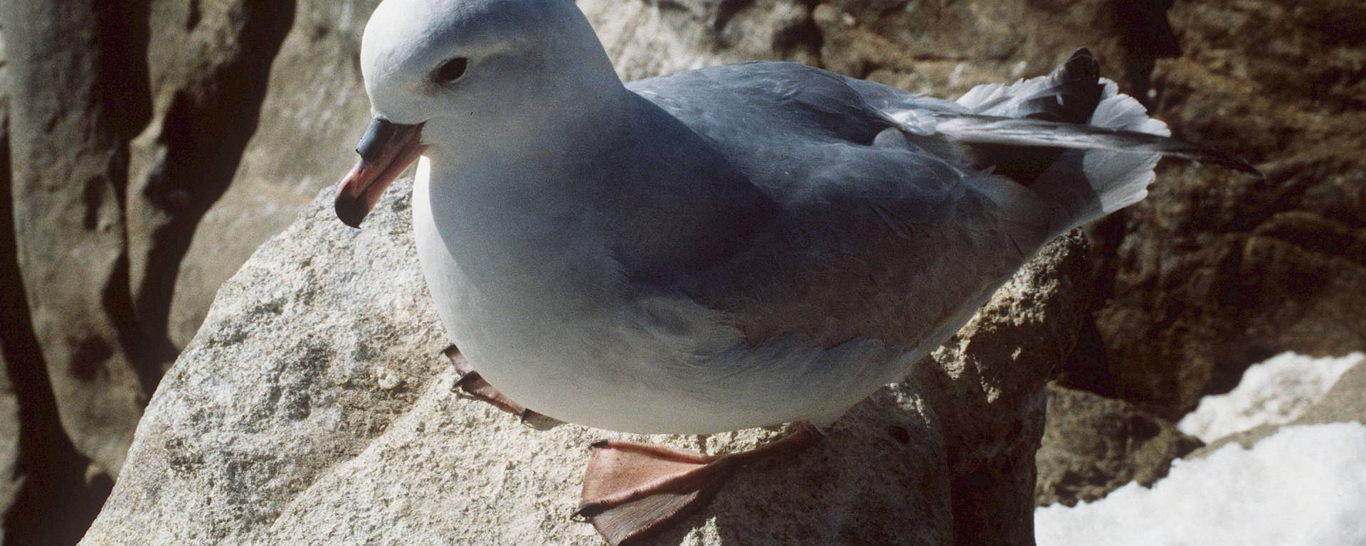 Close up of southern fulmar standing on rock.