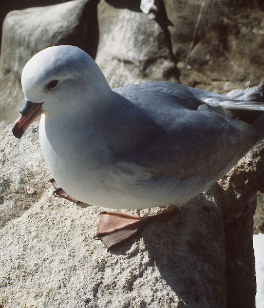 Close up of southern fulmar standing on rock.