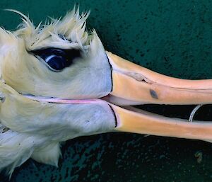 Drowned albatross with longline hook still embedded in mouth.