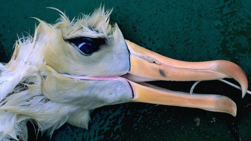 Drowned albatross with longline hook still embedded in mouth.