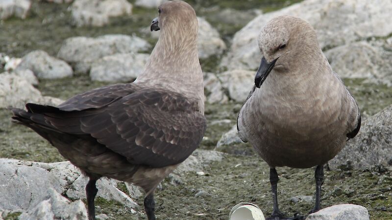 Two South polar skuas sit next to a broken egg