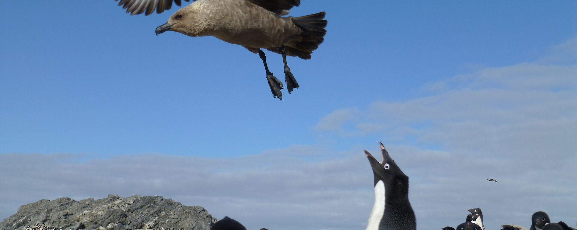A skua hover over a group of penguins