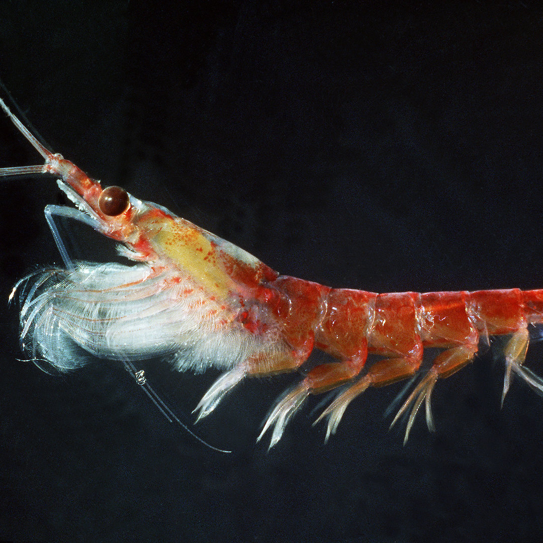 Antarctic krill — Australian Antarctic Program