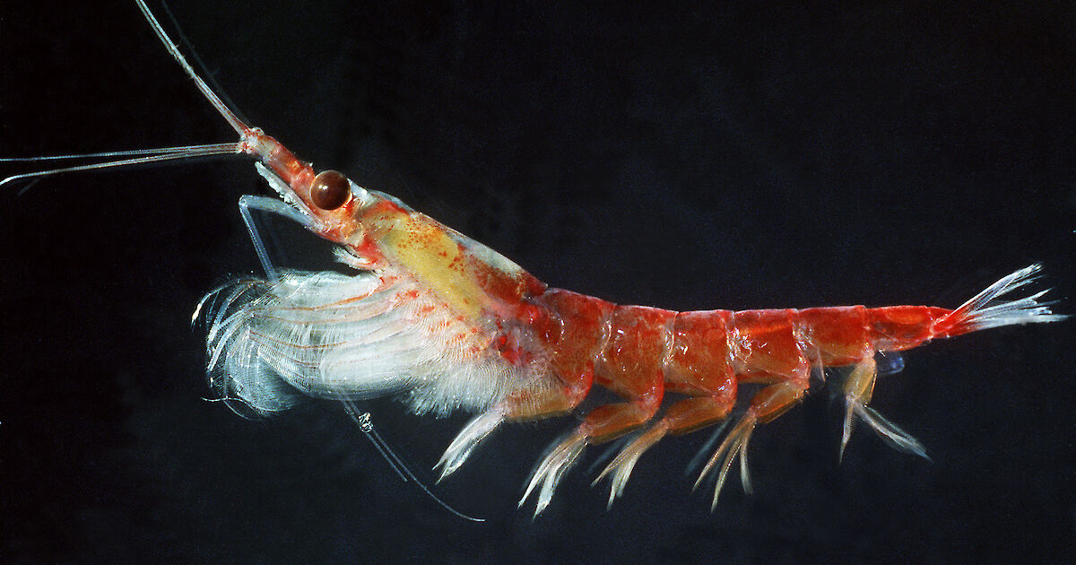 Antarctic krill – Australian Antarctic Program