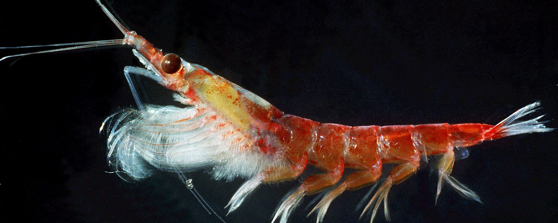 Antarctic krill – Australian Antarctic Program