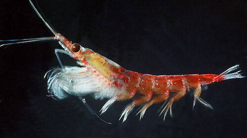 Antarctic krill