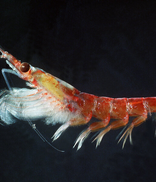 Antarctic krill