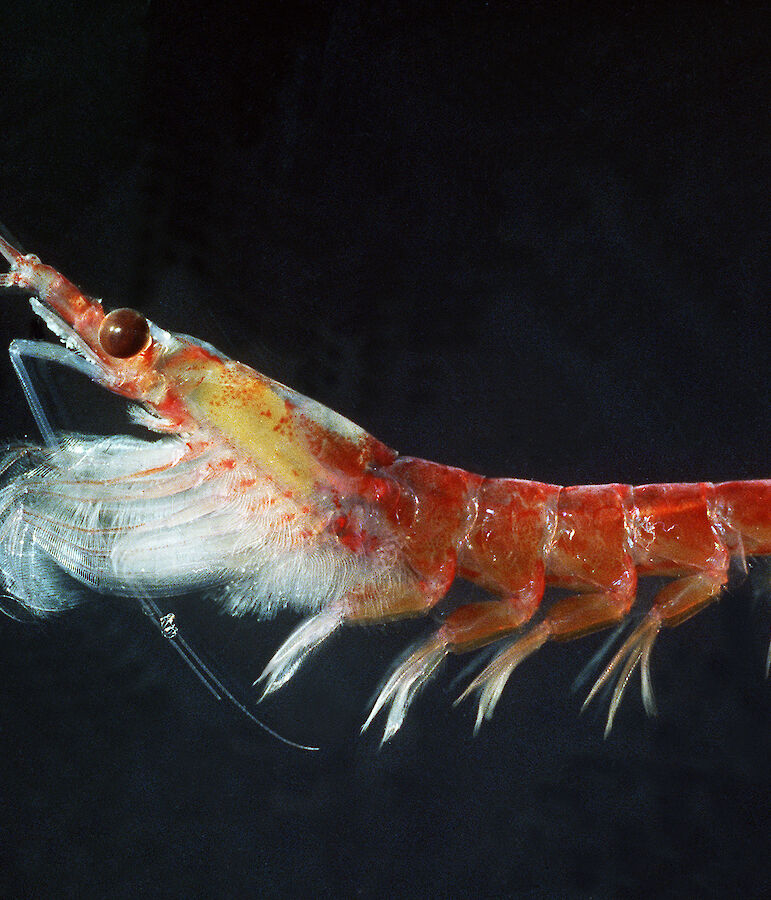 Antarctic krill Australian Antarctic Program