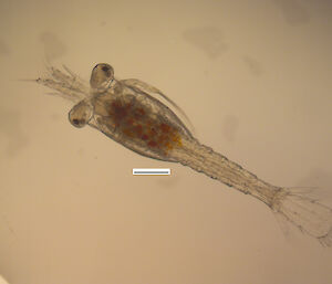 A juvenile krill specimen viewed through a microscope.