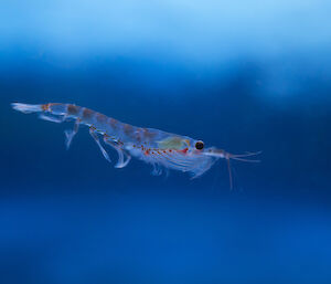 A single krill specimen in blue water.