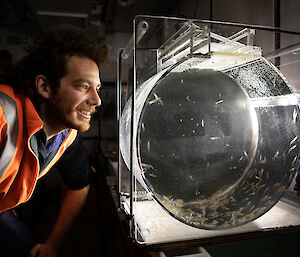 A scientist looks at a number of small prawn-like animals in a cylindrical aquarium tank.