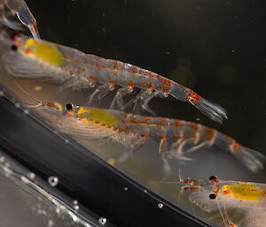 A number of small prawn-like animals in a cylindrical aquarium tank. They have semi-transparent bodies and black buggy eyes.