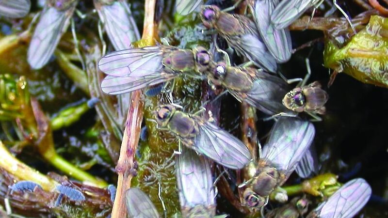 A mass of flies with translucent wings swarm over a plant.