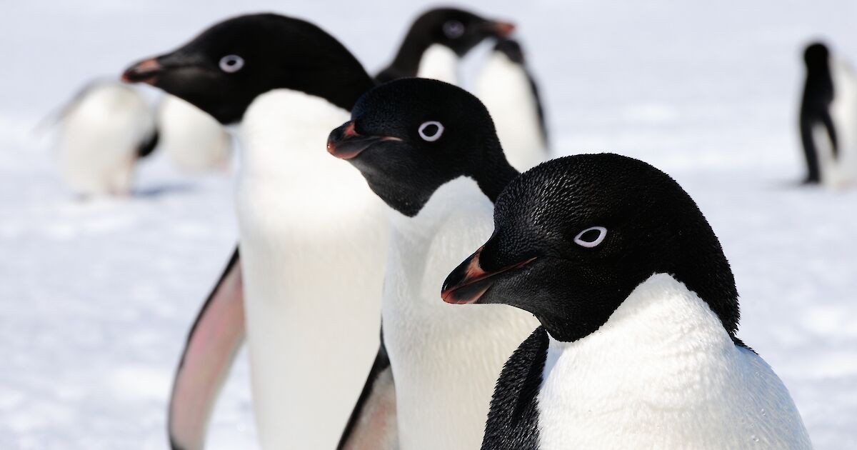 Penguins – Australian Antarctic Program