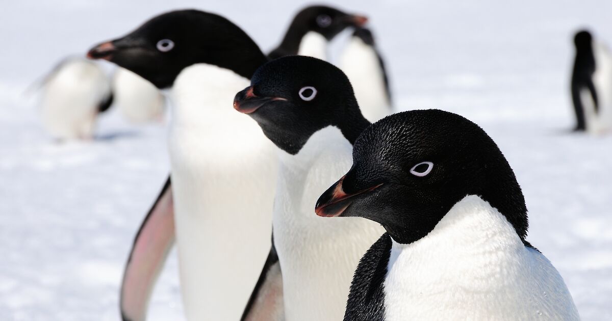 Blue penguin, Antarctic Bird Species & Adaptations