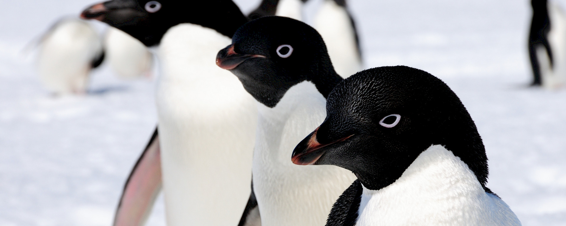 Three penguins in all looking in same direction