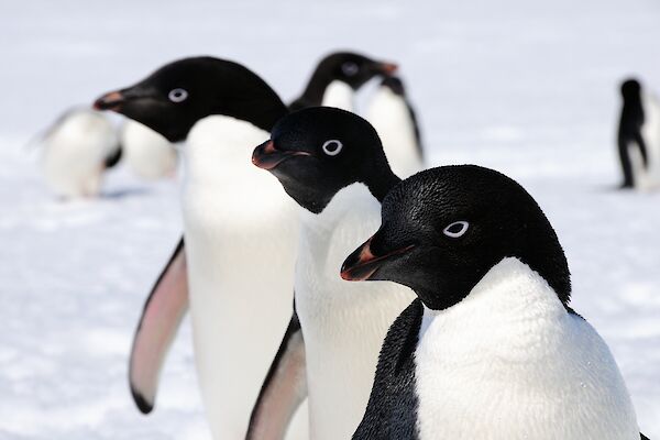 Antarctic animals – Australian Antarctic Program