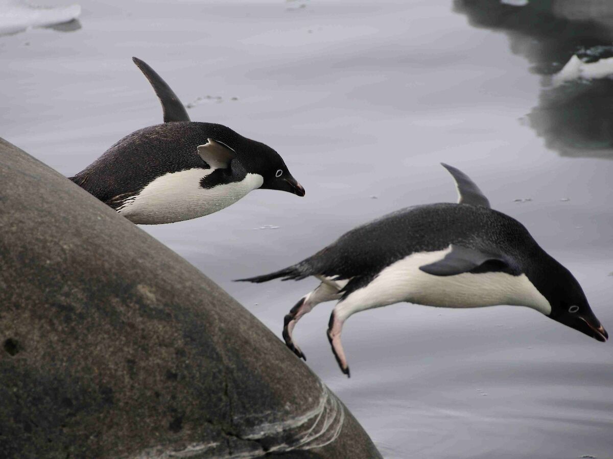Can Penguins Eat Chocolate - Chocolate Lititz