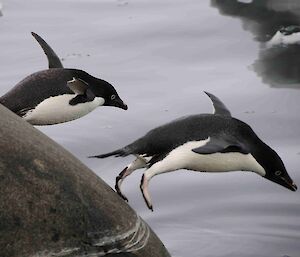 Adélie penguins diving