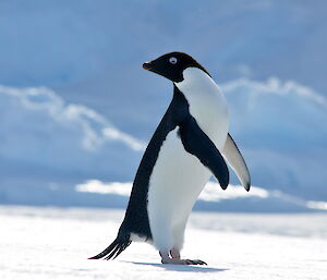 An Adélie penguin craning for a closer look at humans off camera