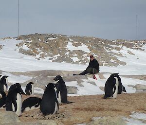 Expeditioner and Adélie penguins at Shirley Island