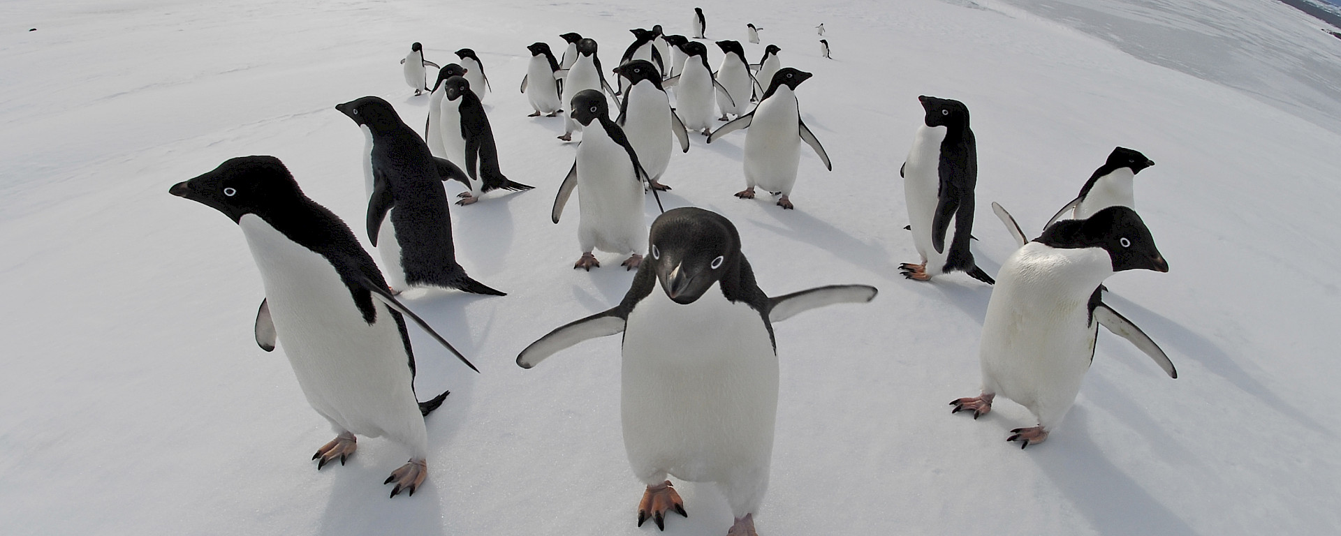 The concave lens shows the curve of the earth with a bunch of penguins waddling close to the camera.