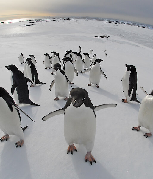 The concave lens shows the curve of the earth with a bunch of penguins waddling close to the camera.