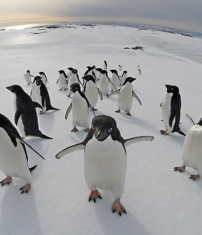 Adélie penguins – Australian Antarctic Program