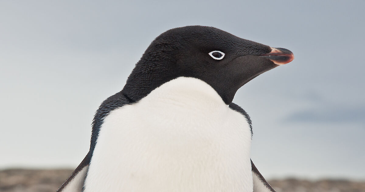 Adélie penguin – Australian Antarctic Program