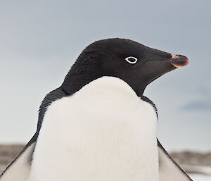 Close up of Adélie penguin head with big round eye looking at camera.