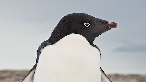 Close up of Adélie penguin head with big round eye looking at camera