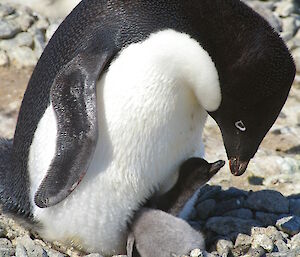 Adélie penguin with chick