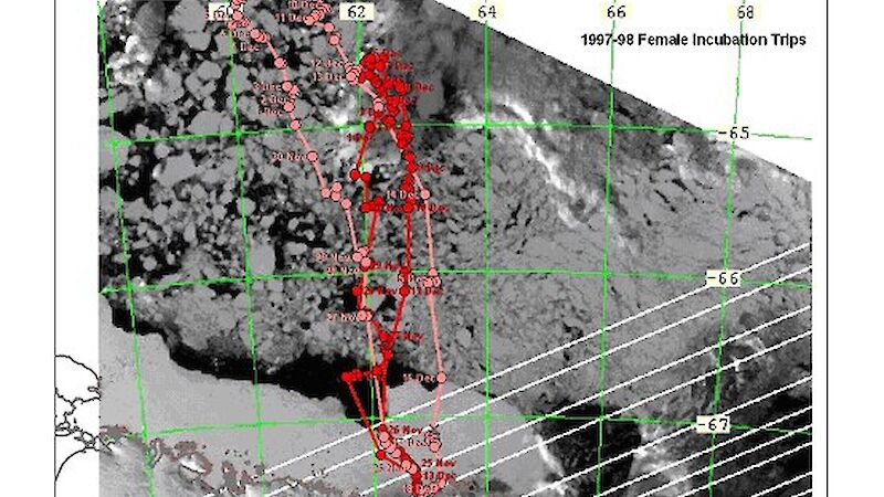 Diagram overlaying satellite photographs of sea ice with tracked foraging trips.