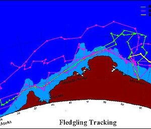 Diagram showing migration of Adélie penguin chicks.