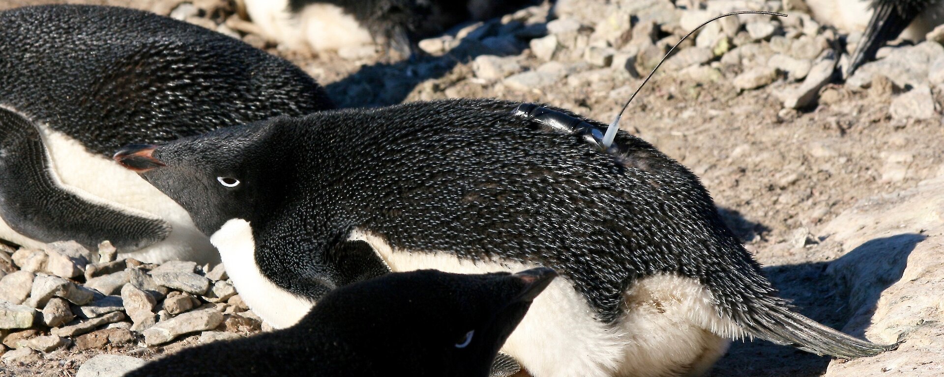 Adélie penguin lays on a rock with a satellite tracker stuck to its back.