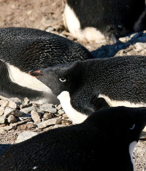 Adélie penguin lays on a rock with a satellite tracker stuck to its back.