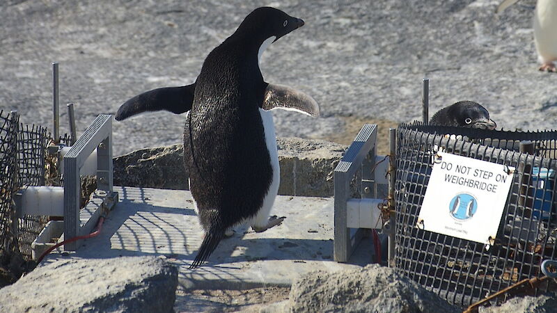 Adelie penguin on the weighbridge