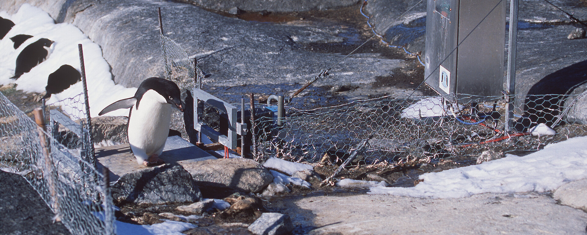 Adélie penguin crossing weighbridge.