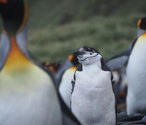 Chinstrap penguin surrounded by emperor penguins.