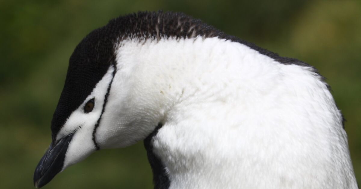Chinstrap penguin Australian Antarctic Program