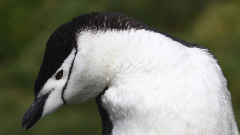 Profile photo of a chinstrap penguin.