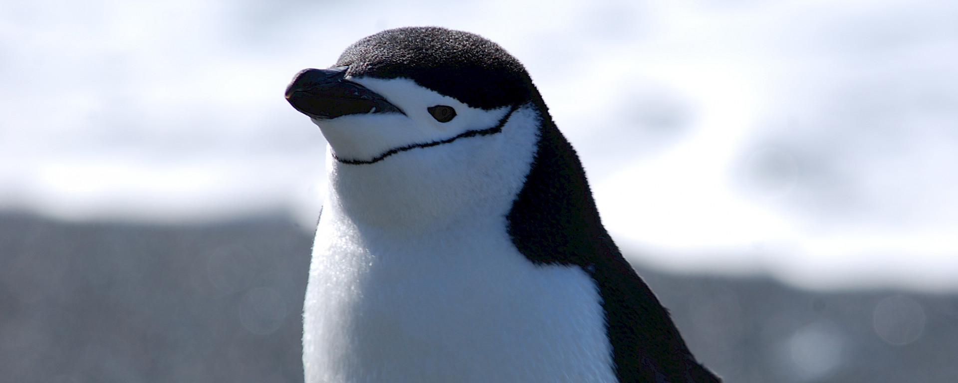 Close up of chinstrap penguin, showing its top half.