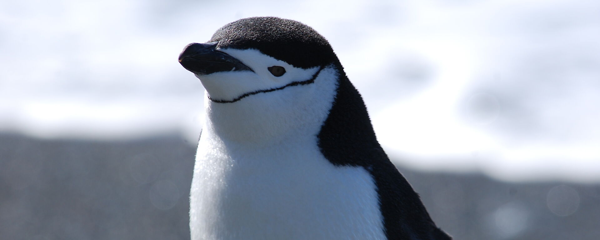 Close up of chinstrap penguin, showing its top half.